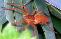 Dolomedes_plantarius_RF0735_Z_87_Les Gris_Frankrijk